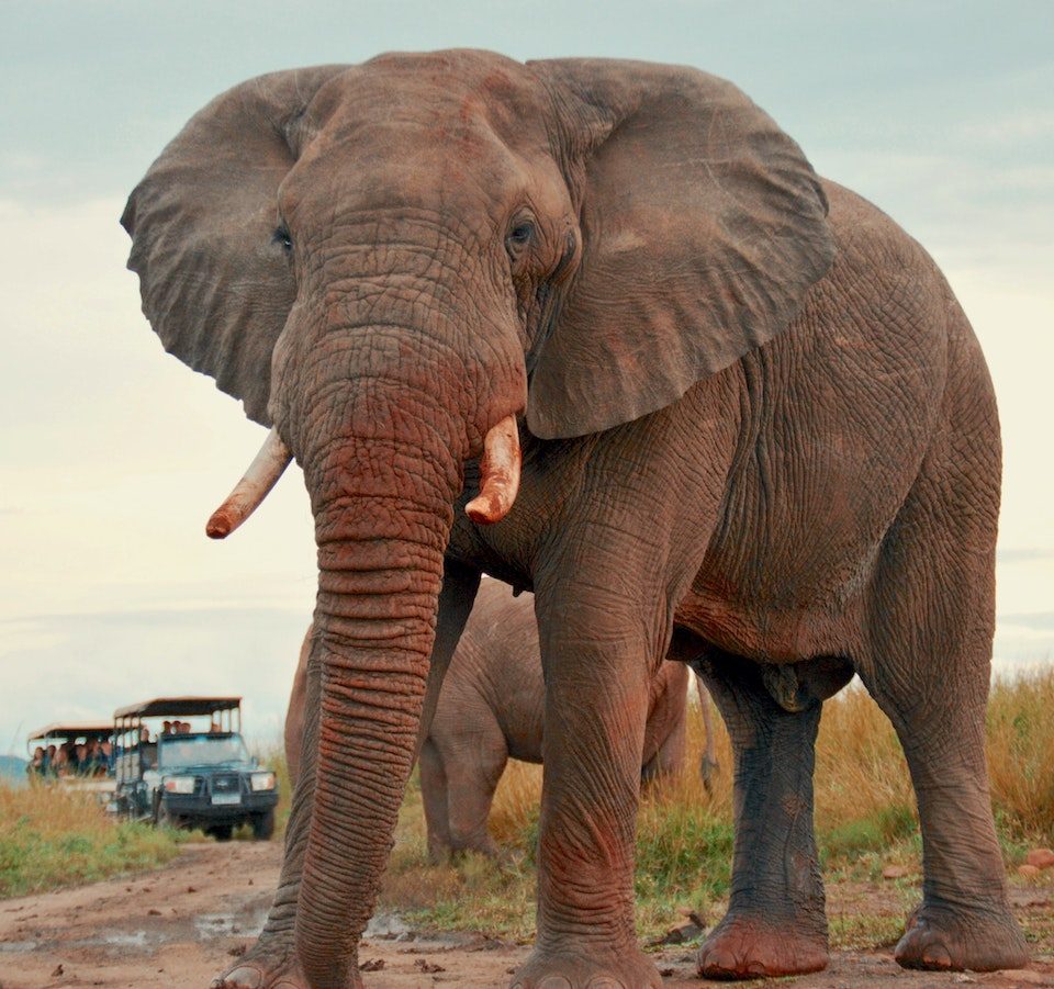 safari-afrique-elephant
